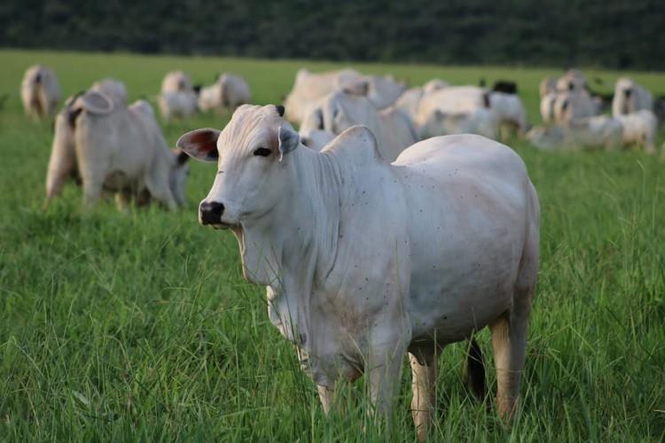 Exportando mais 1 milhão de toneladas de carne bovina em 2023, pecuária brasileira se torna a maior do mundo